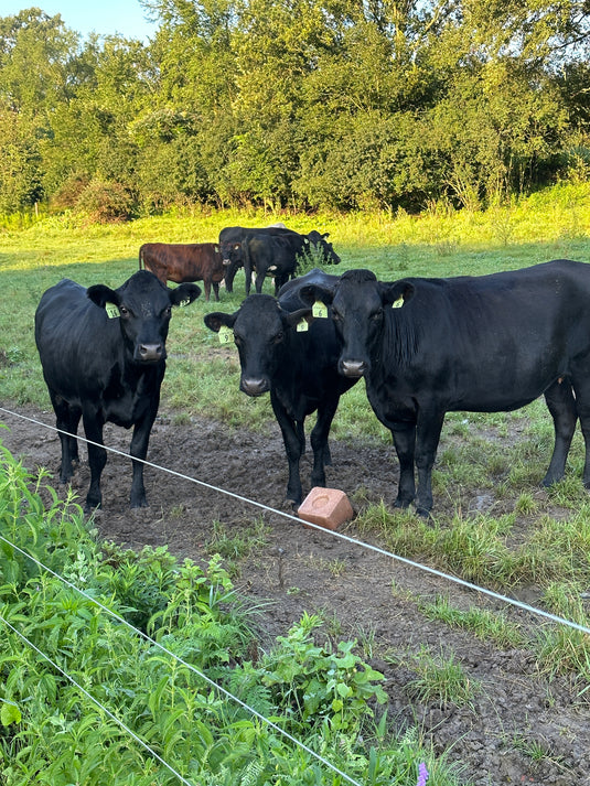 About Us – Cutting Hill Beef Company